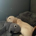 Golden Retriever for Sale -1