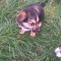 GERMAN SHEPHERD FOR SALE -1
