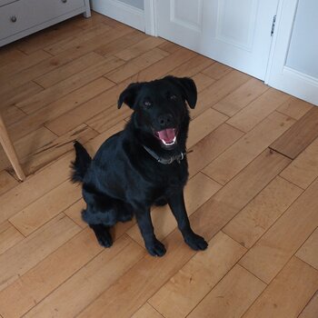 Frank 8 month collie cross