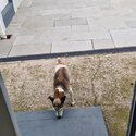 Jack Russell needs rehoming -1