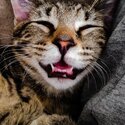 Brown Tabby Kitten-0
