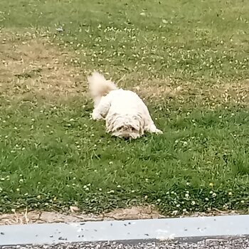 ChiChon, 1 year old, Alfie