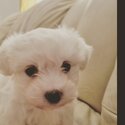 Maltese  the pup is in ardee-0