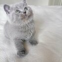 Pedigree Blue British Shorthair Kittens-4